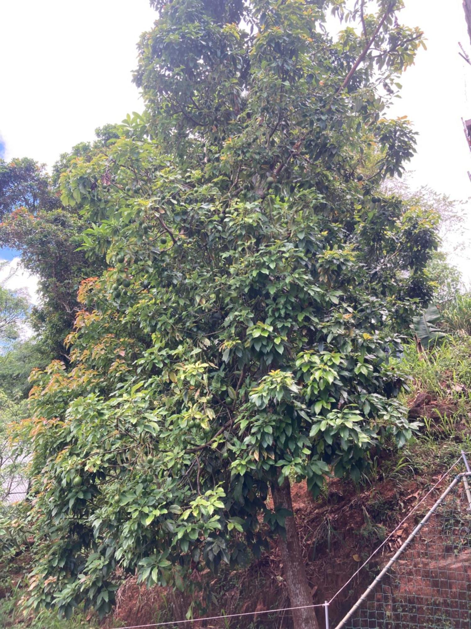 Reverie Hill Bungalow, Kandy Bagian luar foto